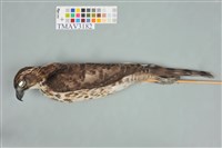 藏品(鳳頭蒼鷹)的圖片